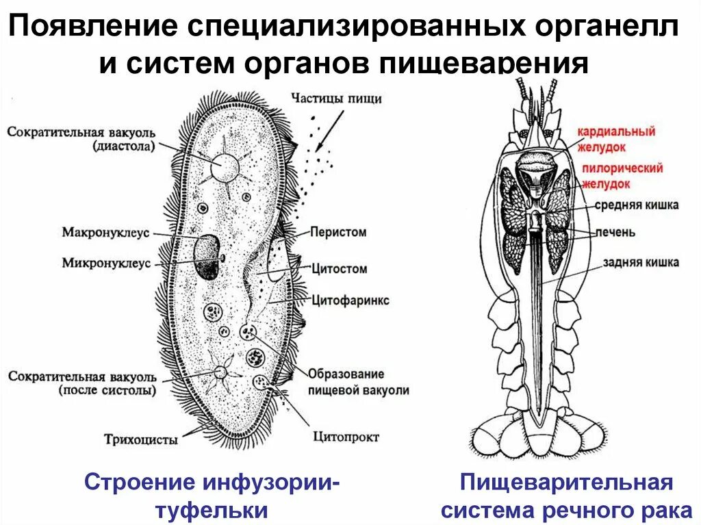 Что выполняет у простейших функцию пищеварения
