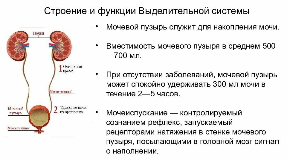 Почему у мужчины выделение. Строение мочевыделительной системы, строение почки.. Выделительная система человека функции почек. Выделительная система строение и функции почек. Мочеиспускания система строение.