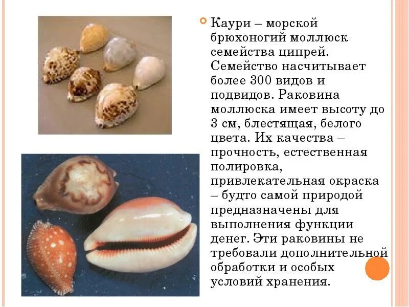 История ракушки. Ракушка Каури ципрея. Брюхоногие моллюски Каури. Каури окаменелые ракушки. Раковины моллюсков Каури.