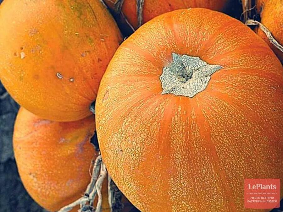 Лучшие сорта тыквы для подмосковья для открытого. Тыква твердокорая кустовая оранжевая. тыква мускатная твердокорая. твердокорые сорта тыквы. тыква кустовая геракл.
