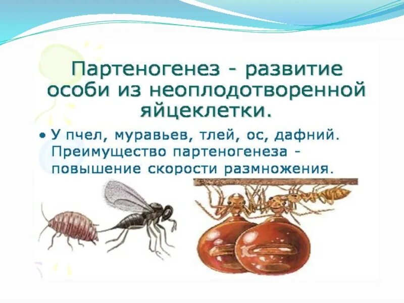 Партеногенез у пчел и муравьев. Партеногенез у пчел схема. Размножение пчел партеногенез. Партеногенез у пчел.