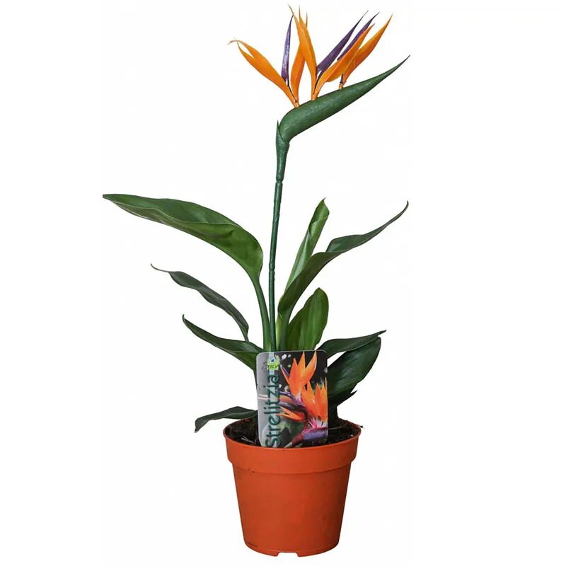 Strelitzia Reginae Стрелиция Королевская. Стрелиция Николая Королевская.