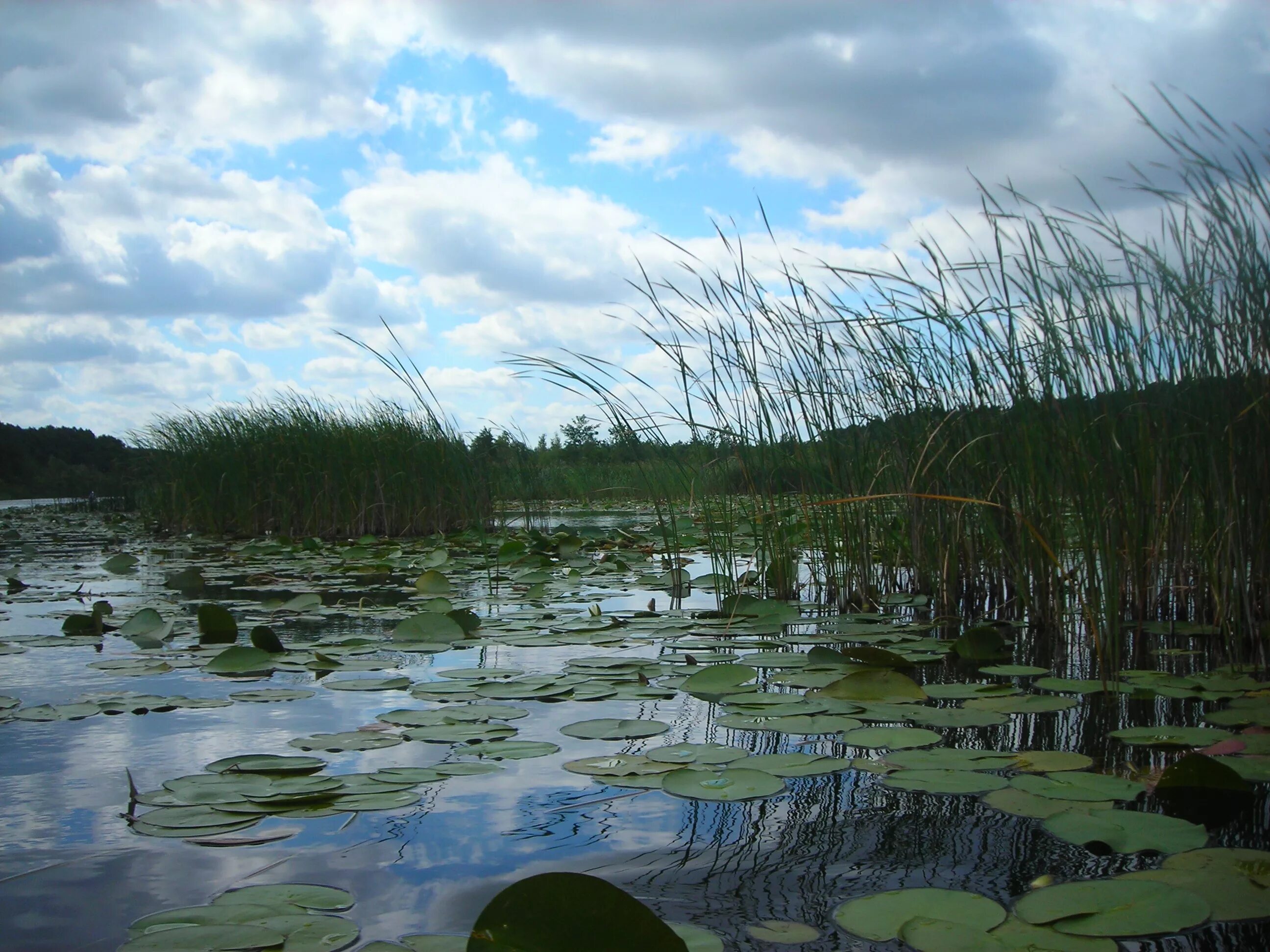 Болотистая вода. Тростенское озеро. Озеро Тростенское рыбалка. Озеро Тростенское Истринский район. Городище Тростенское озеро.