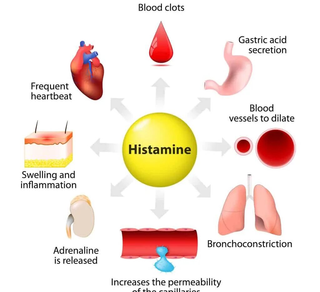 Гистамин в крови. Непереносимость гистамина. Гистамин в еде. Влияние гистамина на организм. Гистаминолибераторы и аллергены.