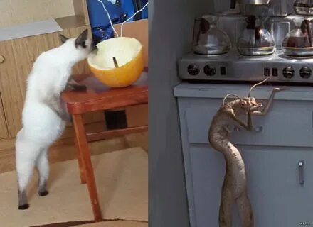 Кофейный червь