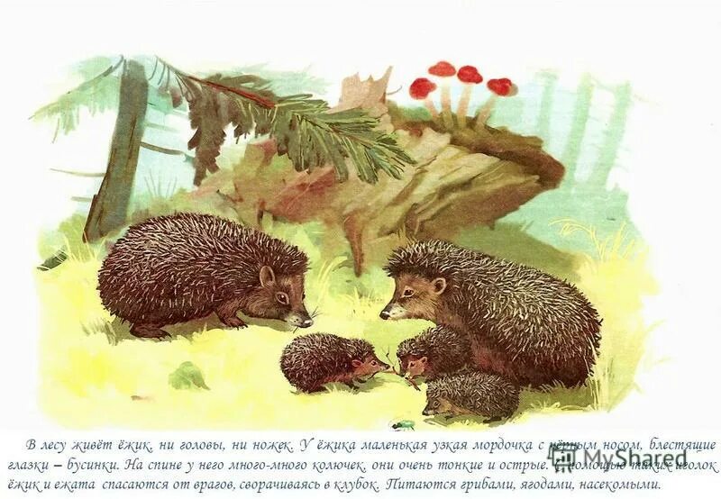 Ежики и грибы задания малышам. Ежик в лесу. Самый большой ёж в лесу. Стихотворение про ежика. Где живут ежи в лесу.