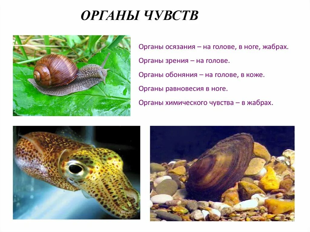 Головоногие моллюски органы чувств. Органы чувств у членистоногов. У простейших существуют органы чувств. Развитие органов чувств. У простейших существуют органы чувств.