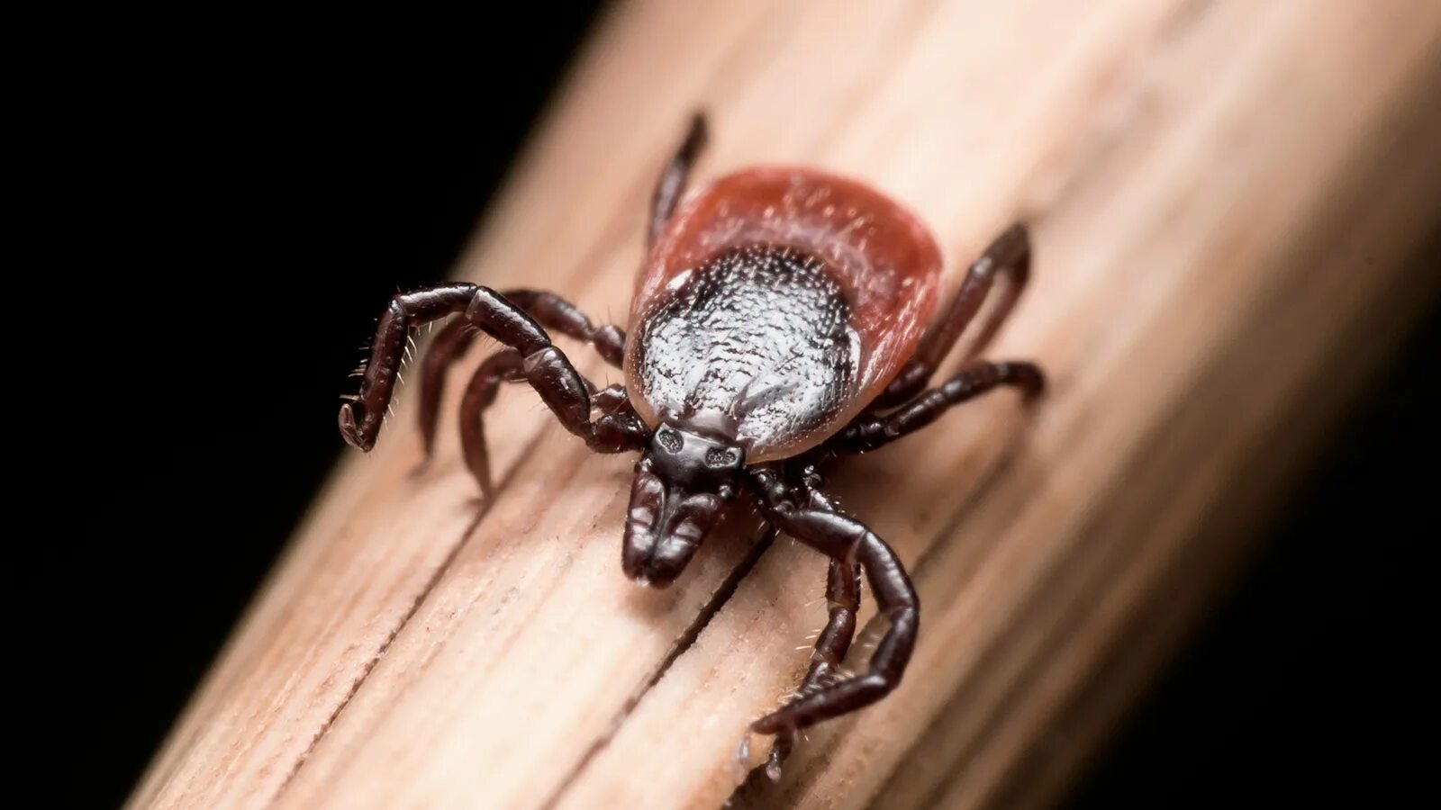 Ixodes ricinus. Иксодовые клещи боррелиоз. Лайм боррелиоз эритема. Ixodes ricinus. Baby ticks.