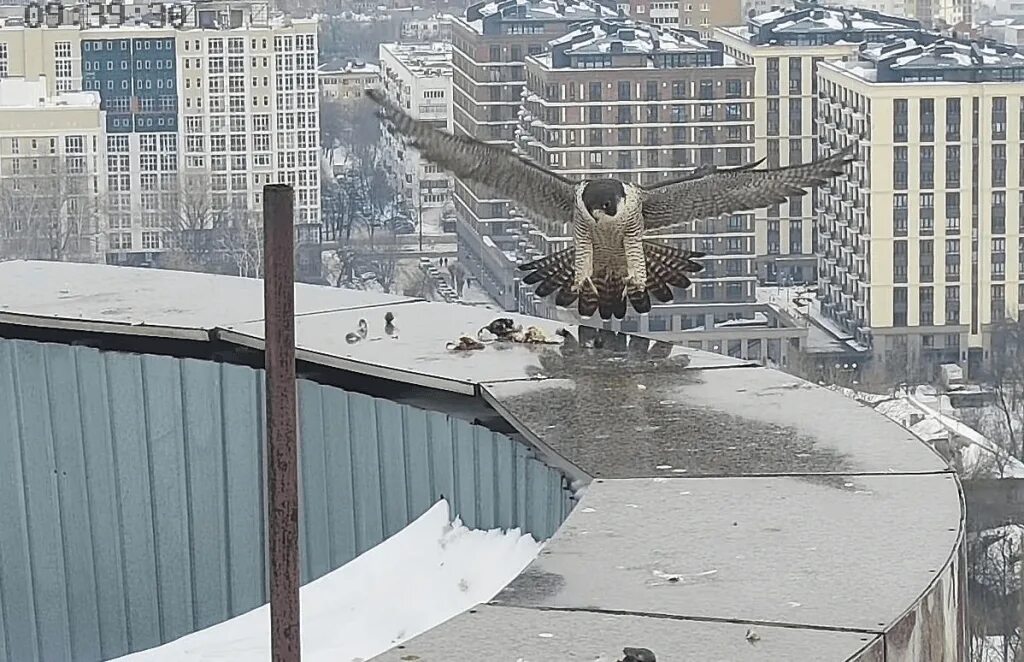 Сапсаны на Уралсибе в Уфе. Здание УРАЛСИБ Уфа Сапсаны. Сапсаны на крыше Уралсиба. Сапсан птица Уфа.