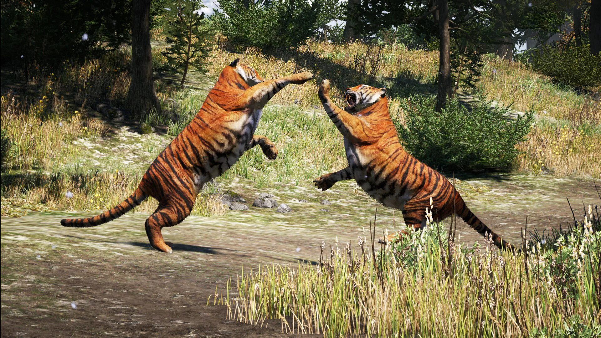 Фар край 2 животные. Фар край 2 животные. Far cry 3 тигры. Каракал far cry. Фар край 3 тигр.