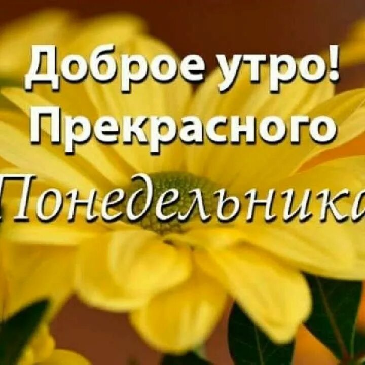 Доброе утро понедельника картинки. С добрым утром понедельника. Открытки с добрым утром понедельника. Прекрасное утро понедельника. Доброе утро прекрасного понедельника.