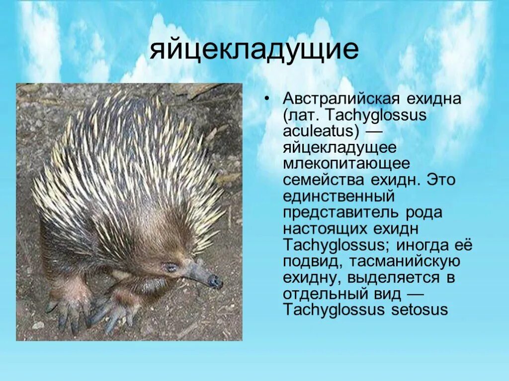Яйцекладущее млекопитающее 7