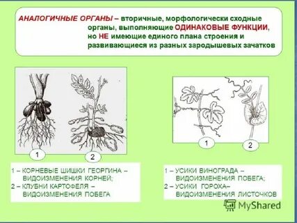 Выбрать примеры аналогичных органов