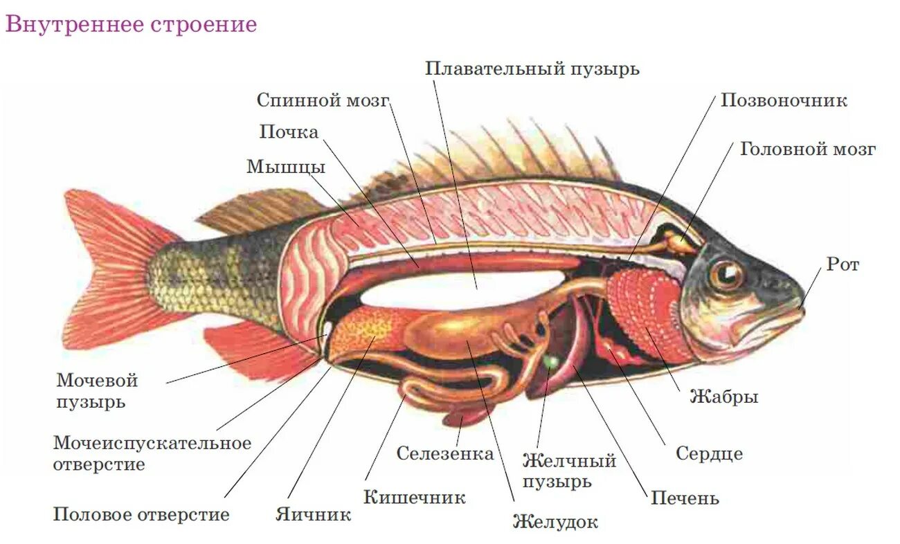 У каких животных печень. Внутреннее строение костной рыбы. Внутренне строение костной рыбы 7 класс биология. Внутреннее строение костистой рыбы. Рис 114 внутреннее строение костной рыбы.