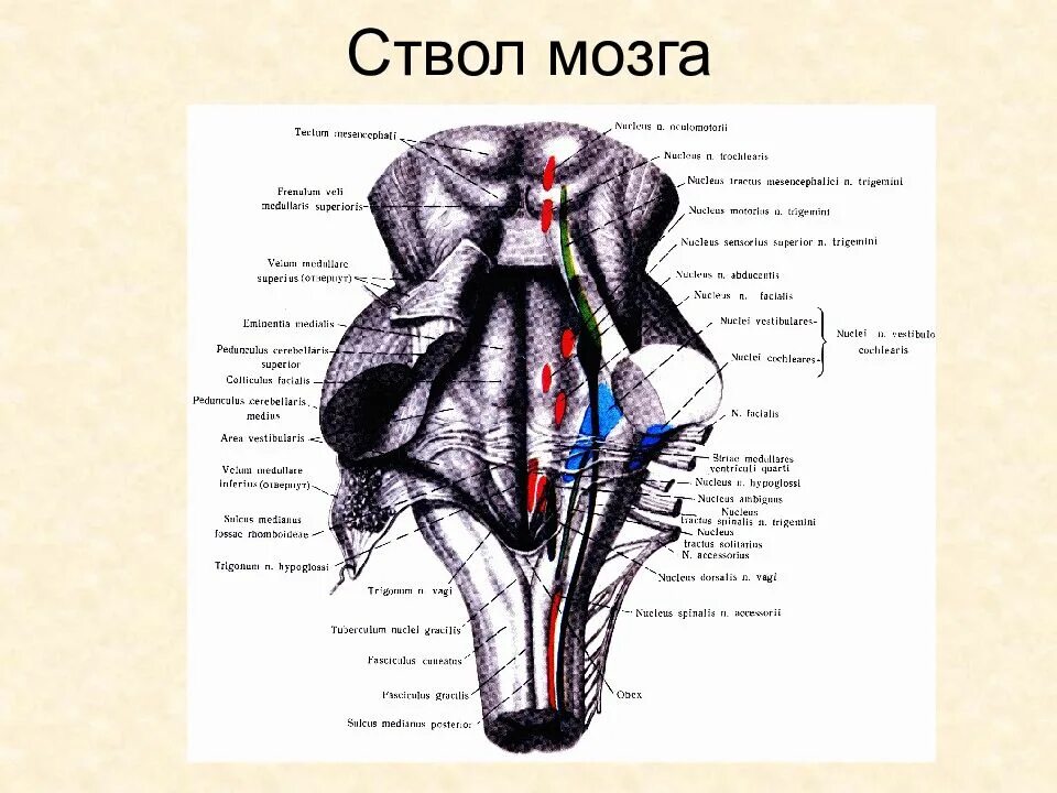 Ствол мозга отделы и функции. Структуры ствола мозга. строение ствола мозга. ствол мозга анатомия. состав ствола мозга.