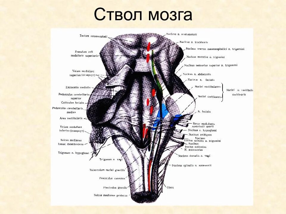 В состав ствола мозга входят. Дорсальная поверхность ствола головного мозга. Ствол мозга строение анатомия. Ствол мозга анатомия дорсальная поверхность. Структуры, составляющие ствол мозга..