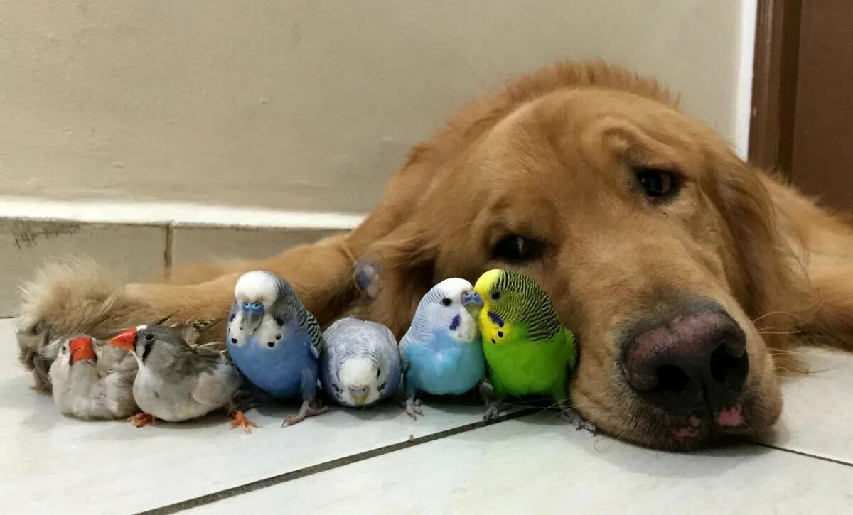 Домашние любимцы. Спящий попугай. Забавные домашние животные. Двух щенков и попугая можно. Собака и попугай.