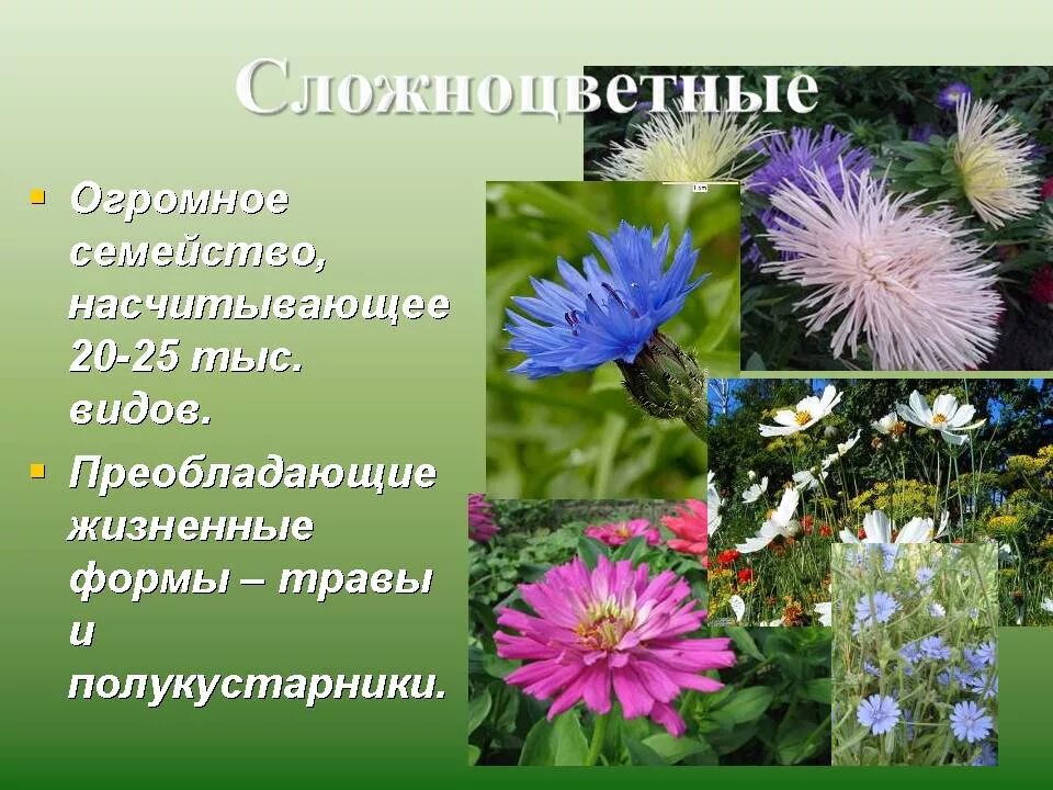 Жизненная форма астровых