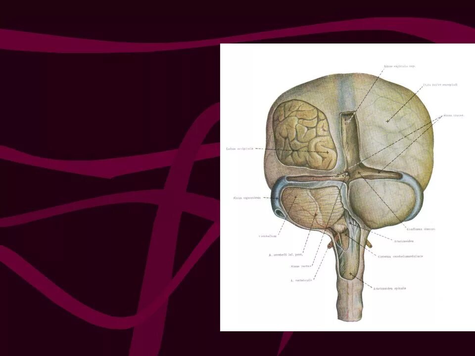 Межножковая цистерна. Латеральная цистерна мозга. Мозжечково мостоваяцистерна. Супраселлярная цистерна мрт. Цистерны паутинной оболочки головного мозга.