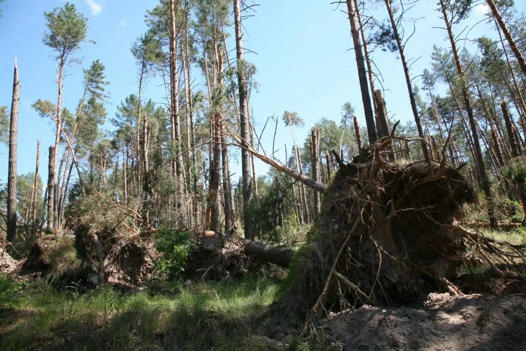 Ветровал сосновом бору. Бурелом в осиннике. Бурелом в осиннике. Бурелом в осиннике. Осина ветровал.