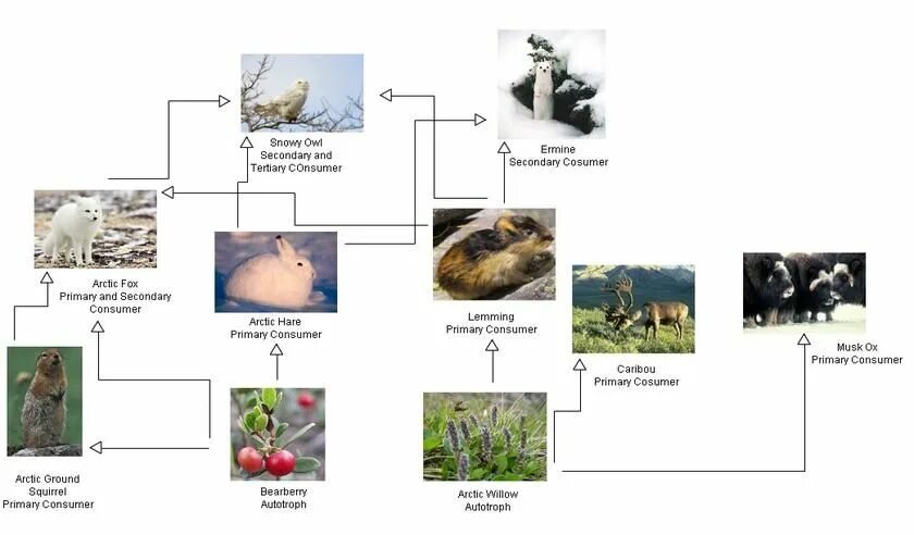 Составить пищевую цепь тундры. Пищевая цепь тундры. Пастбищная пищевая цепь тундры. Цепочка питания в тундре 4 класс. Цепь питания в тундре.