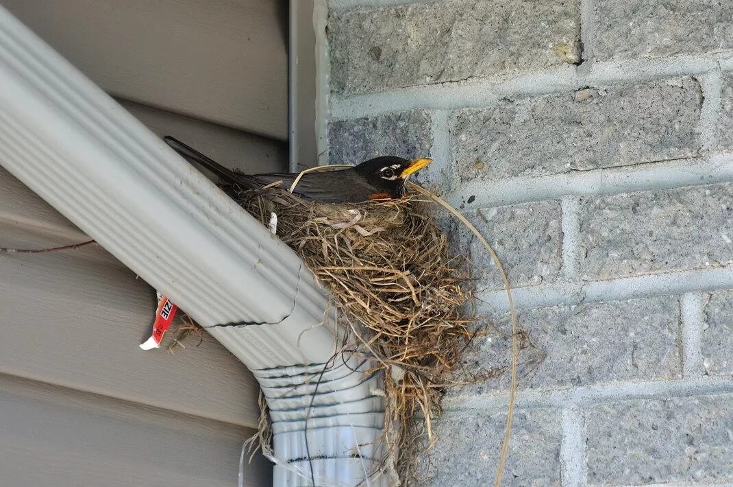 Гнезда птиц под крышей дома. Гнездо стрижа. Дрозд свил гнездо. Гнездо под крышей. Птичье гнездо под крышей.