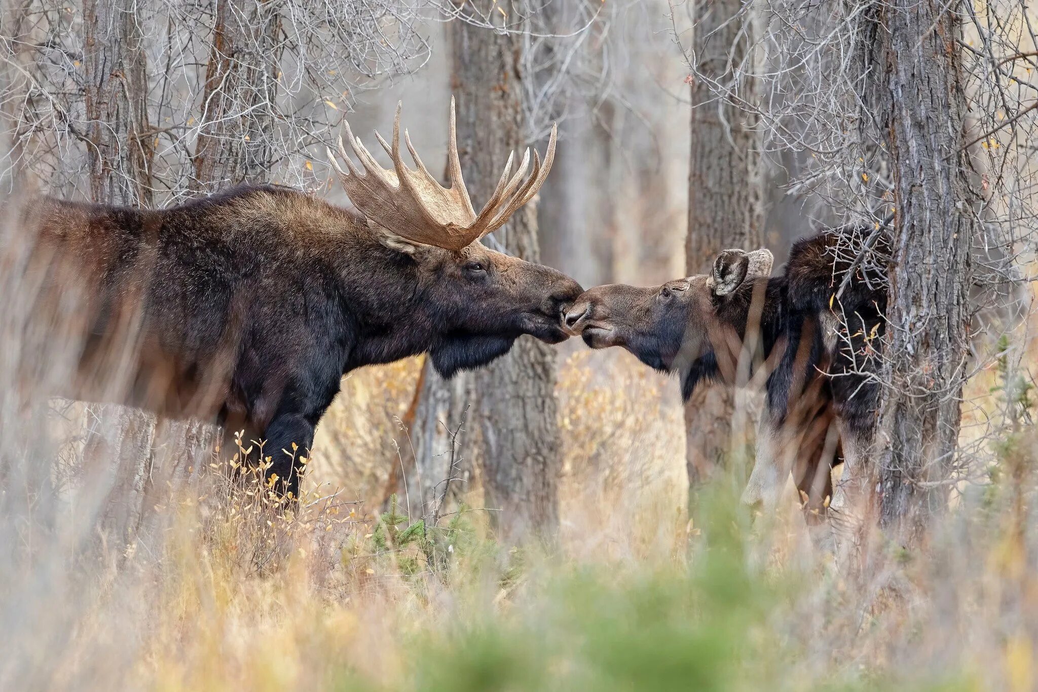 В поисках лося. Европейский Лось alces alces. Сохатый Лось. Лось лосиха лосенок. Лось Восточно Сибирский Сохатый.