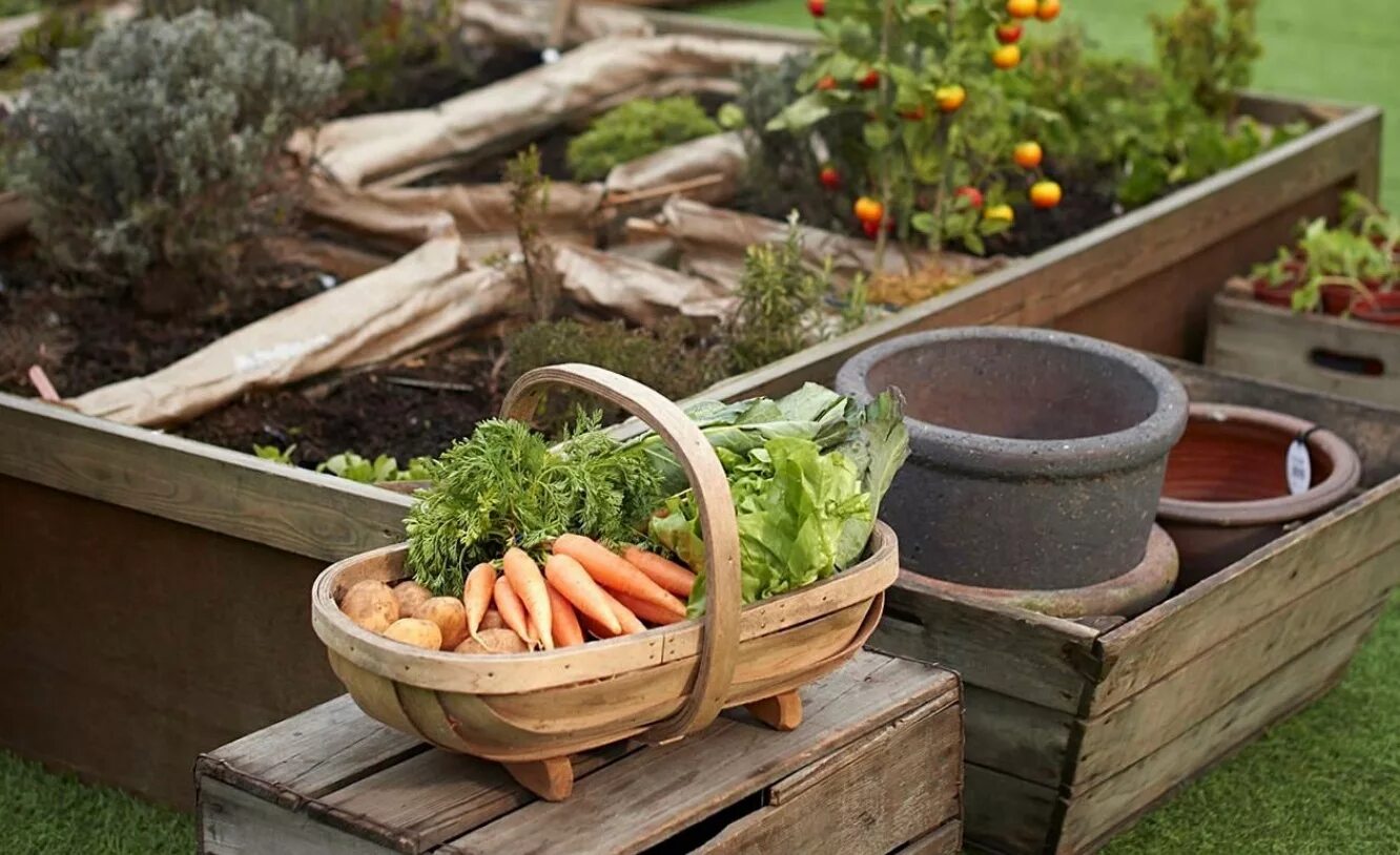 Работающие грядки. Растения огорода. Прополка огорода на даче. Полоть грядки на даче. Пермакультура соседство овощей.