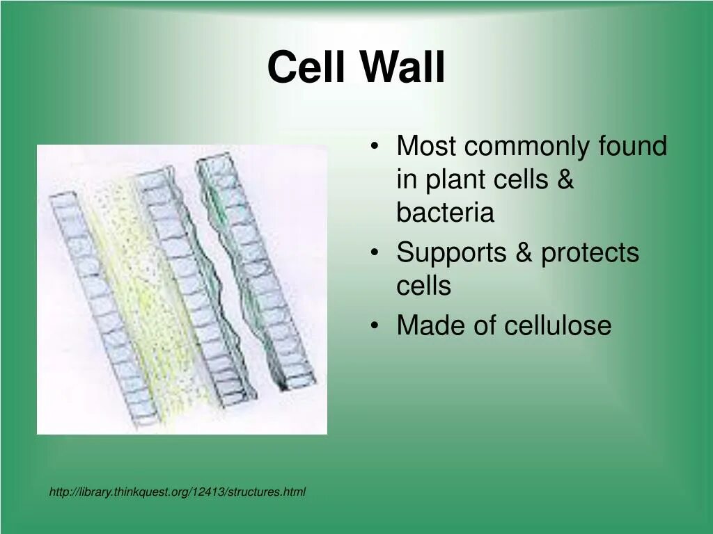 Cell Wall. Картинки Cell Wall. Cell Wall Reactions. Example Cell Wall.