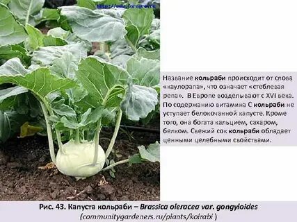 Кольраби слова