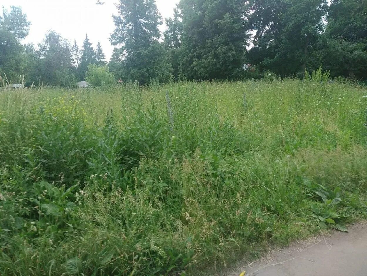 Заросшая дача. Поле заросшее бурьяном. Зарастания сельскохозяйственных угодий. В старом саду дорожки заросли лопухами. Заброшенные земли сельхозназначения.
