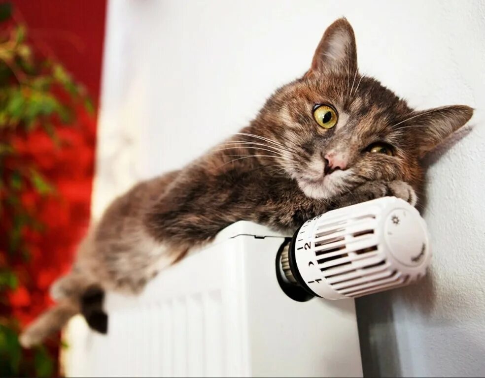 Отопление рязань 2022 когда включат. Отопление кот. Холодные батареи. В подмосковье дали отопление. В подмосковье дали отопление.