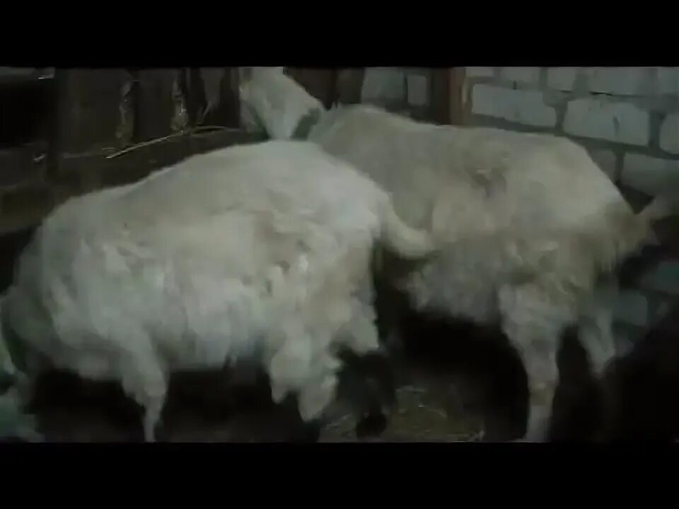 Сколько ходит котная коза. Как понять что коза котная на поздних сроках.
