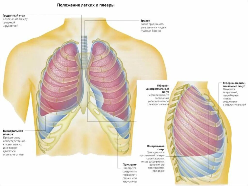 Где находятся легкие. Реберно-диафрагмальный синус плевры анатомия. Плевральный (реберно диафрагмальный) синус. Топография. Синусы плевры анатомия. Плевральные синусы анатомия.