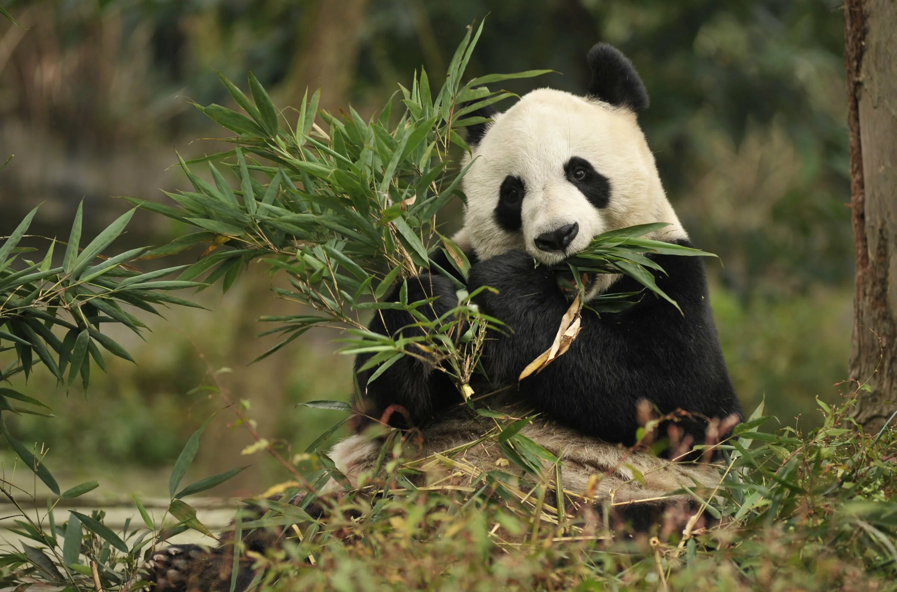 Большая панда что едят. Китай Панда бамбук. Большая Панда ест бамбук. Большая Панда или бамбуковый медведь. Панда жует бамбук.