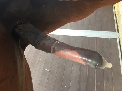 Horse cumming - 🧡 Horses with condoms on Also horse cum - /b/ - Random - 4...