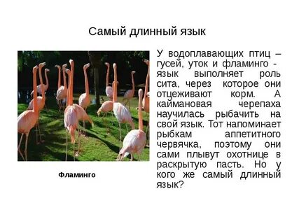 Самые длинные ответы