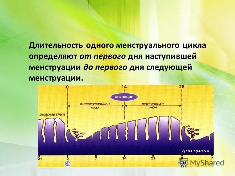 Сколько длится цикл. Длительность менструального цикла. Продолжительность цикла месячных. Длительность менструационного цикла. Продолжительность минструальная цикл.