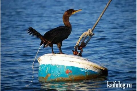 Птичка какает