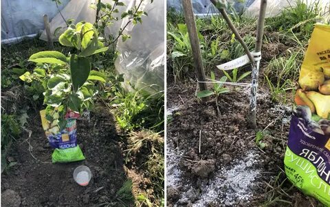 Удобрение для яблони