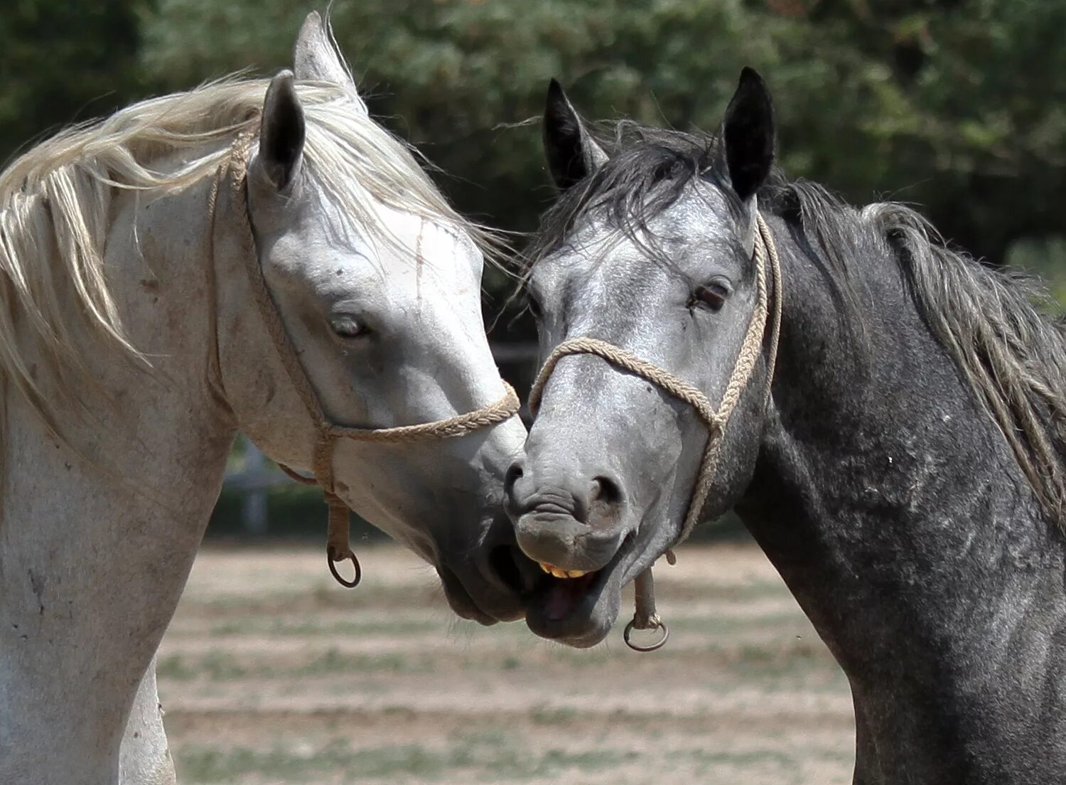 Two horse. Две лошади. Поцелуй с лошадью. Две лошади любовь. Две лошади хорошее качество.