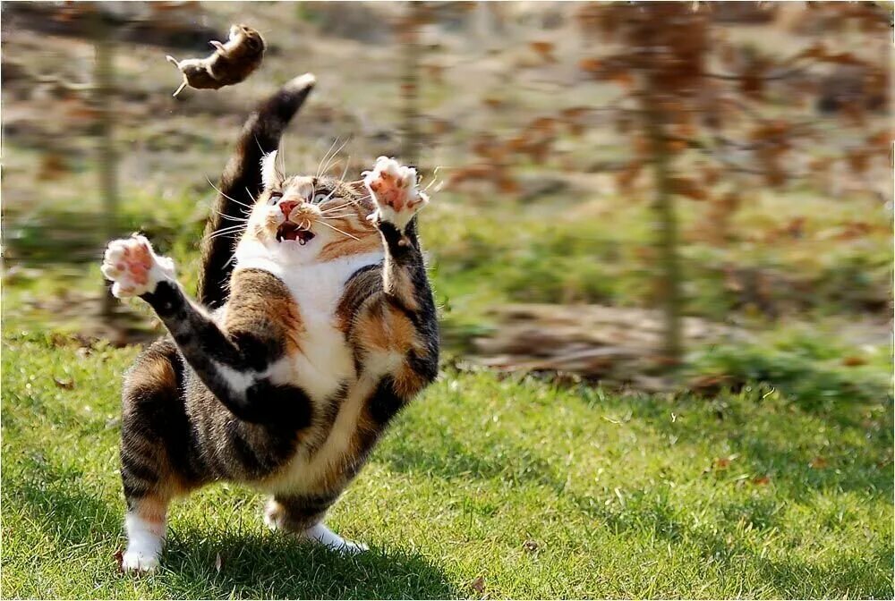 Я ловлю ловлю 17. Кошка бежит. Забавные кошки. Кот прыгает. Коты убегают.