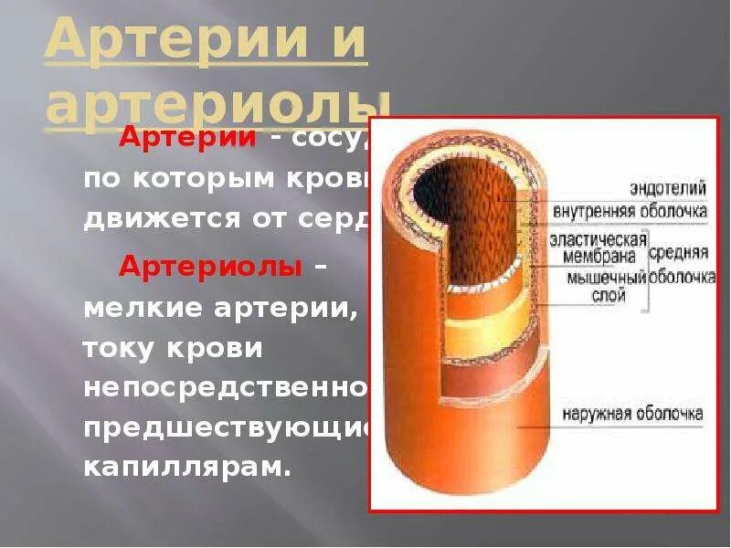 Внутренняя оболочка сосудистая. Артерии и артериолы. Мелкие артерии и артериолы. Артерии сосуды по которым кровь движется к сердцу. Внутренняя оболочка артериол.