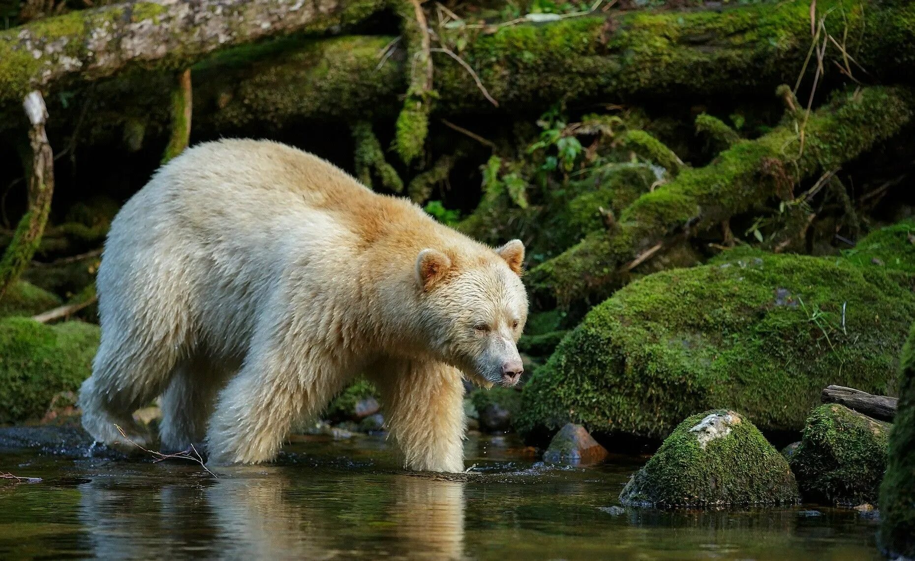 Кермодский медведь. Природа и животные. Природа России животные. Красота природы животные.