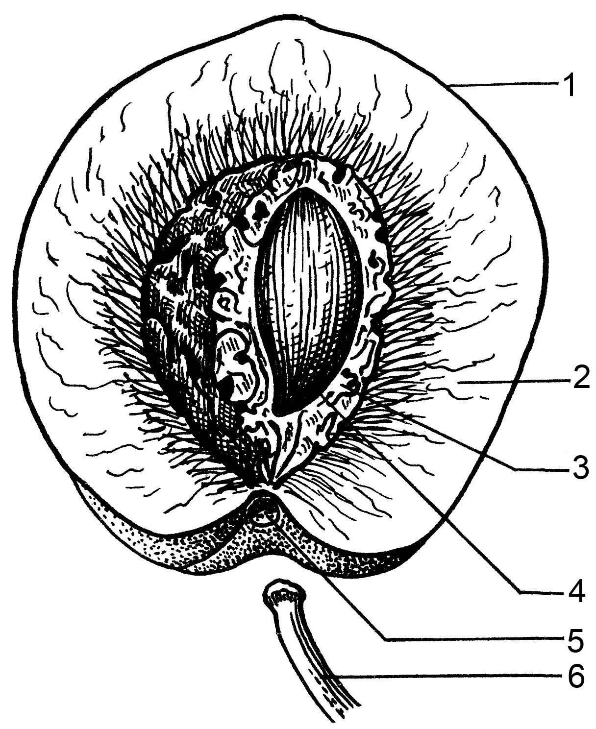 Строение плода околоплодник. Эндокарпий у костянки. Околоплодник костянки. Строение плода (однокостянки) персика. Строение плода однокостянки.