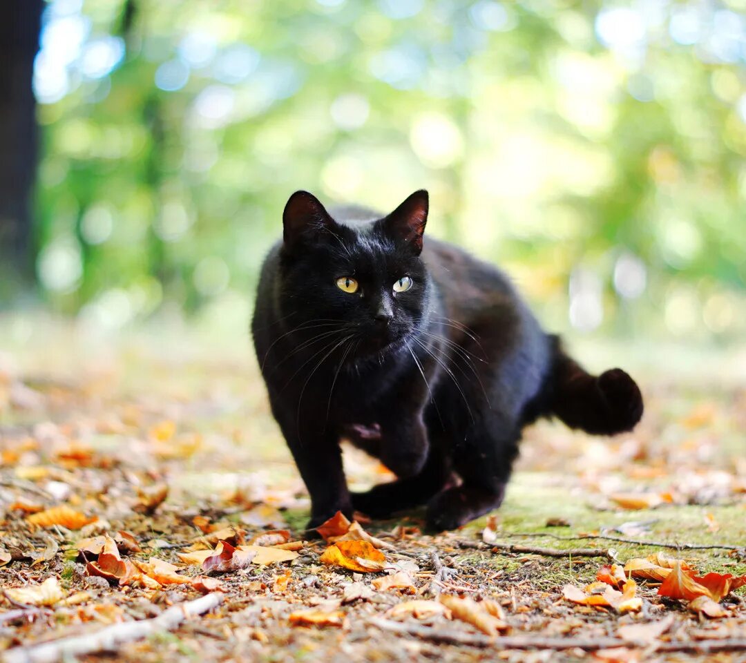 Черные котята во сне к чему снятся. Чёрный кот. Черные коты. Черный кот фото. Красивая черная кошка.