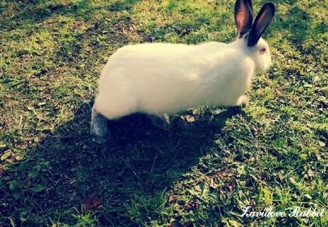Rabbits запись привата