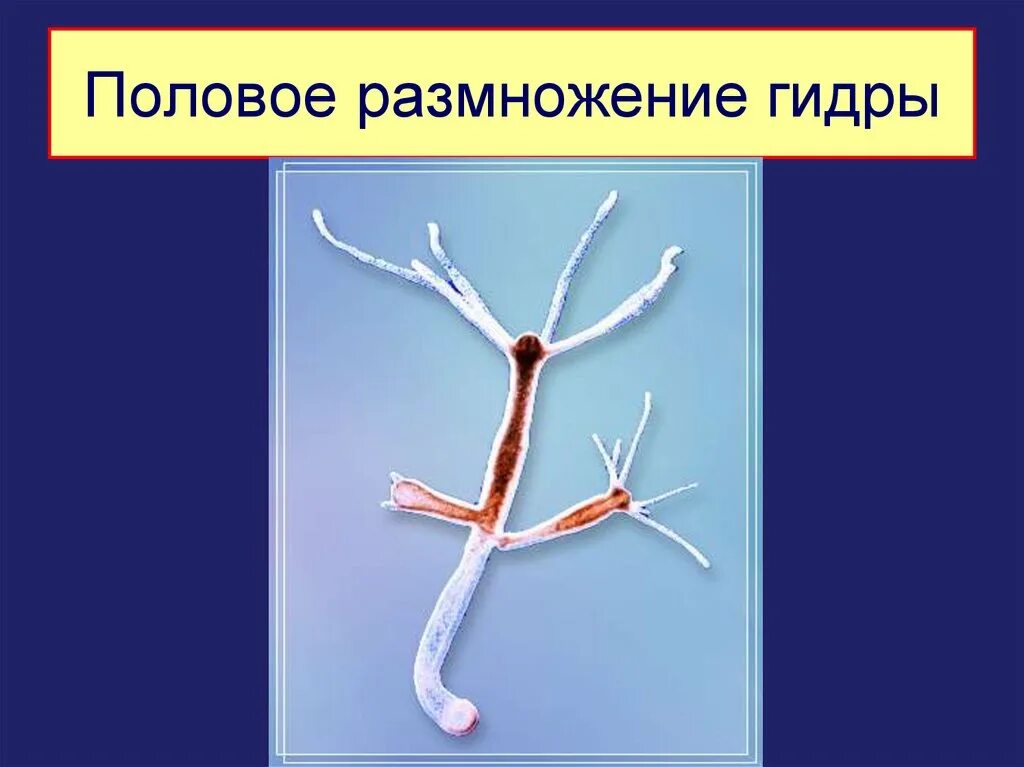 Тип кишечнополостные почкование
