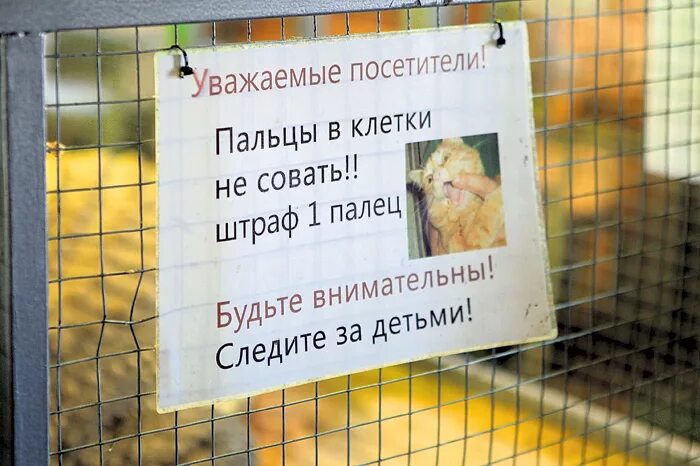 Пальцы в клетку не совать. Пальца куда попало не суют. Пальца куда попало не суют. Мы знакомы с детства. Мудрые слова мемы.