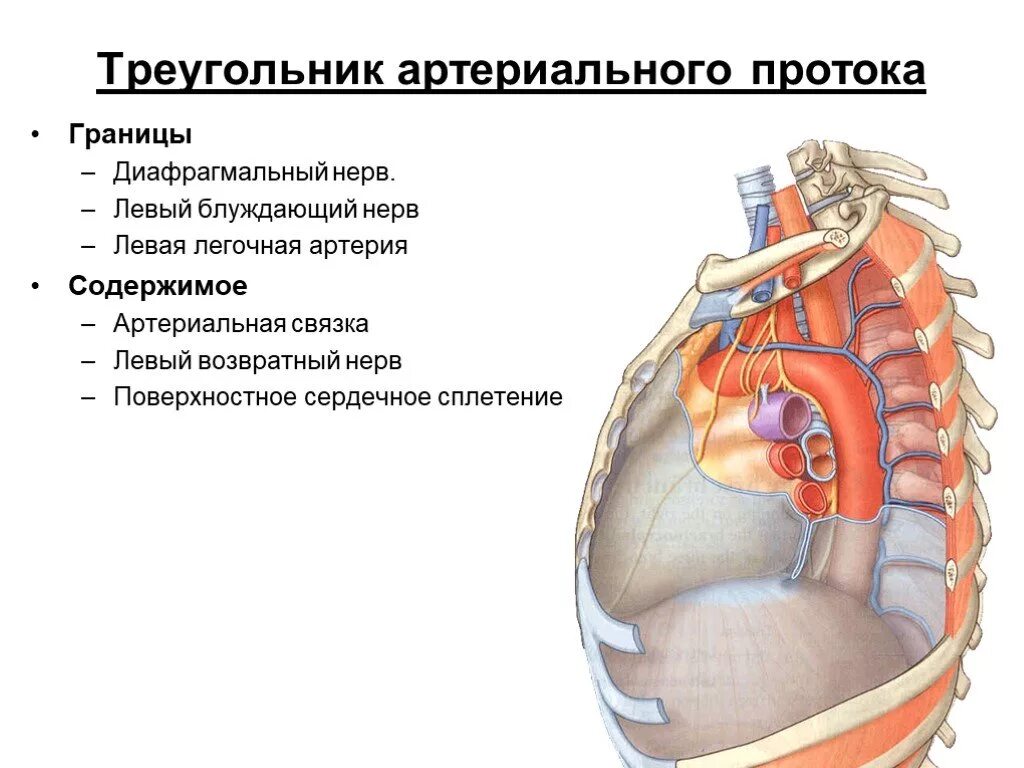 Левый блуждающий нерв. Блуждающий и диафрагмальный нерв. блуждающий нерв и диафрагмальный нерв. сердечное сплетение.